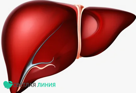 Печень человека